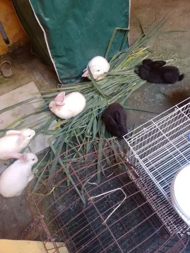 Coelhos macho, branco e pretinho 