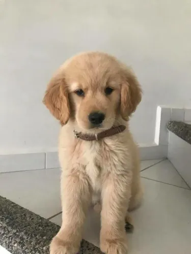 Golden Retriever Inteligência, beleza e muito carinho em um só pet
