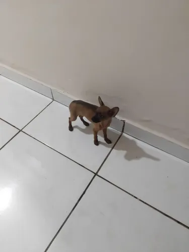 Pinsher