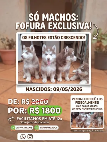 Últimos Machos Husky Siberiano - Parcelo no Cartão".