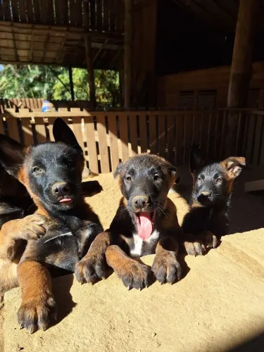 Filhotes de Pastor Belga Malinois 