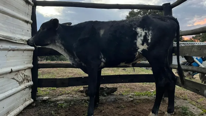 Vendo garrote cruzado 14 meses