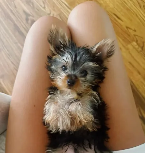 Yorkshire Uma oportunidade diferente para quem ama animais