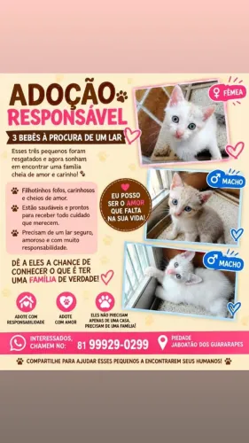 Adoção gatos