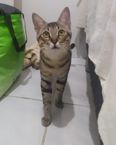 gato para adoção 