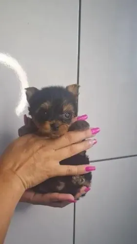 Yorkshire Um cachorrinho que combina com tardes felizes e colo quentinho