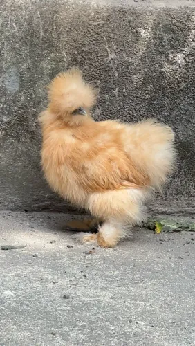 Terno Sedosa do Japão