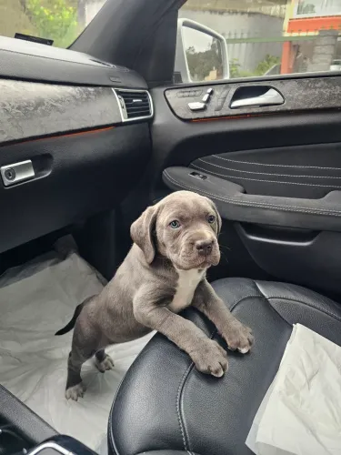 Filhotes Cane Corso Italiano