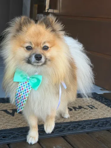 Spitz alemão