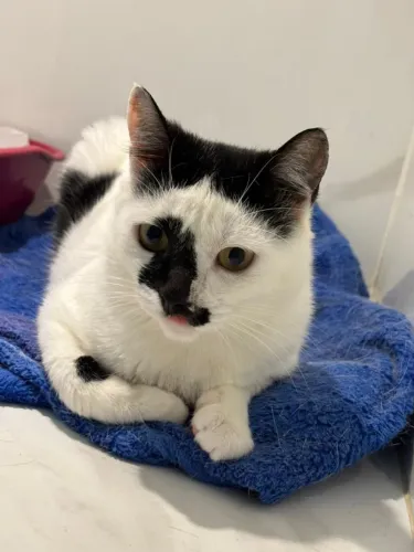 Gatinha dócil linda para Adoção 