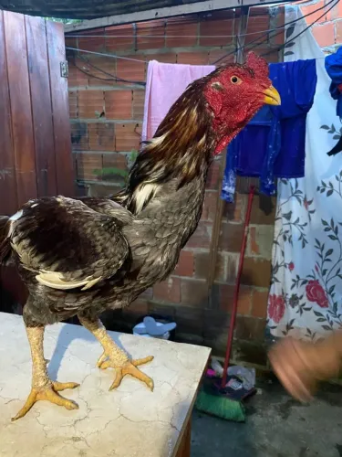 Galos moura 