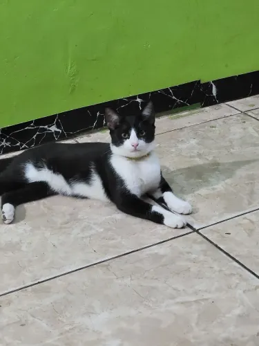 Doação macho e fêmea 5 meses