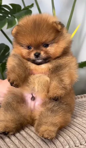 Spitz Alemão disponível: charme, carinho e muita fofura!