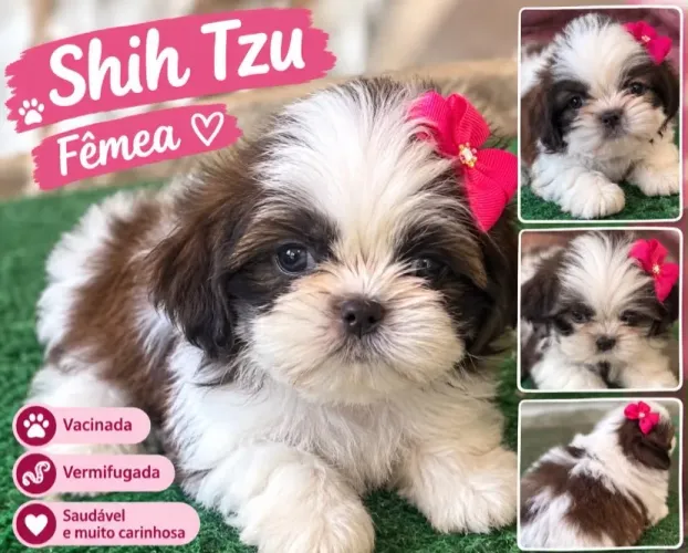 Shitzu fêmea