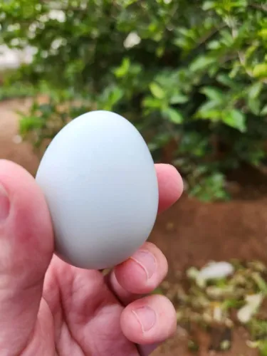 Ovos férteis ameraucana