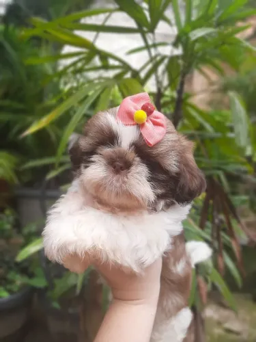 Shih Tzu Canil Especializado Filhotes com Pedigree