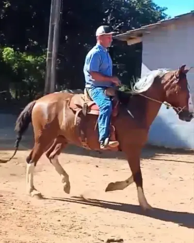 Vendo cavalo macha picada