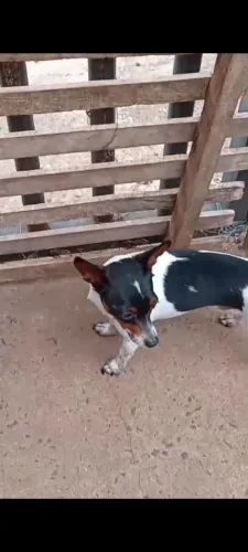 Disponível cachorro Pinche macho um ano e seis meses