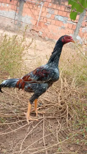 Frango índio Puva 6/7 meses 