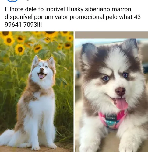 Husky siberianos puros 
