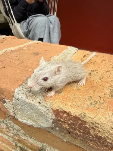 Gerbil