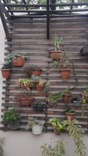 Plantas suculentas