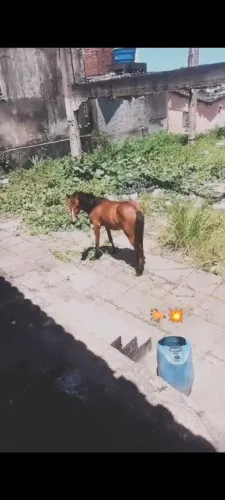 Porda de 1ano e 2 meses pra vender no preço