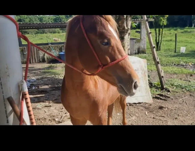 Cavalo quarto de milha