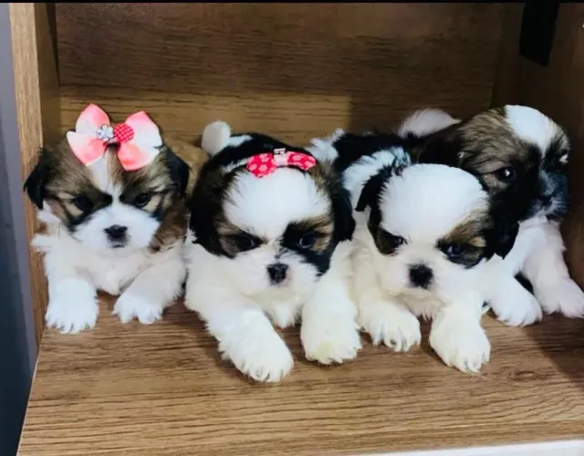 Mini Shituz filhotes com micro chip grátis 