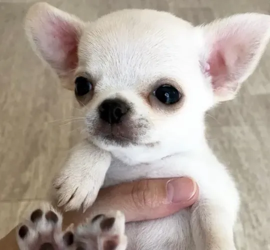 Filhote de cachorro Chihuahua com pelagem macia e dócil