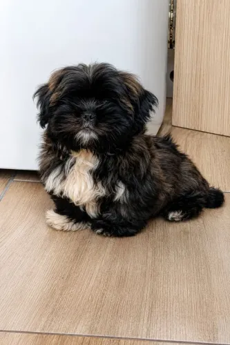 MACHINHO DE LHASA APSO BEM PEQUENO