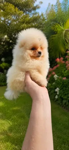 Lulu da pomerânia anão com Pedigree VALOR PROMOCIONAL 