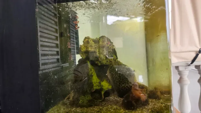 Aquário 50l boby usado. Completo