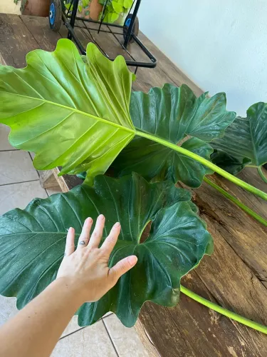 Muda de planta Orelha de Elefante