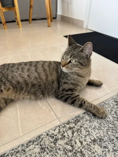 Gatinha dócil para adoção responsável 