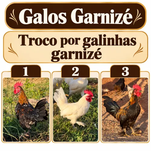 Galo Garnizé