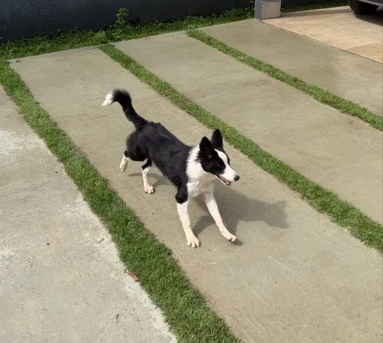 Border Collie Linda Pedigree CBKC