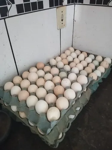 Ovos férteis de índio gigante com galinha caipira pura da canela amarela top