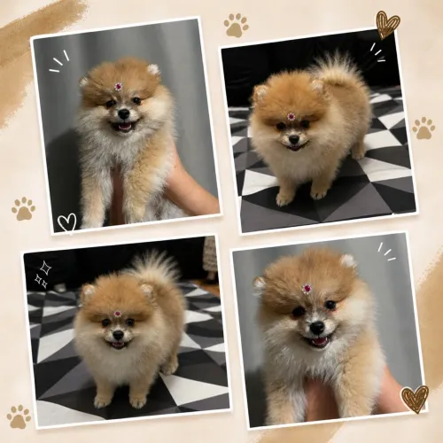 Spitz Alemão Anão (Lulu da Pomerânia) Fêmea