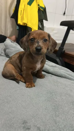 Cachorrinha Dachshund  arlequim fêmea 