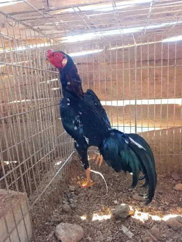 Vendo 2 frangos índio de genética