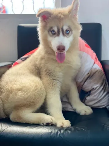 Husky siberiano 3 meses e 4 dias olhos azuis