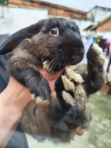 Coelho mini lop castanho escuro