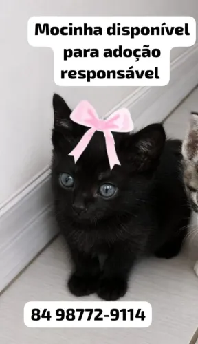 Adoção Responsável