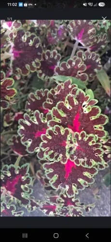 Planta