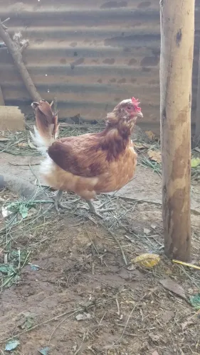 Galinha