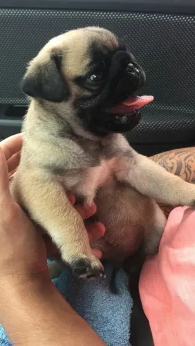 Pug O filhote que pode completar sua rotina