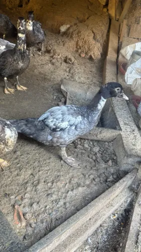 Vendo patos