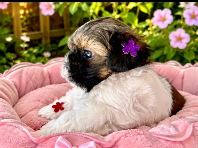 Linda Shih tzu FÊMEA
