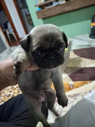 Pug fêmeas